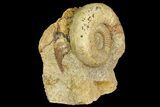 Jurassic Ammonite (Stephanoceras) Fossil - England #171245-3